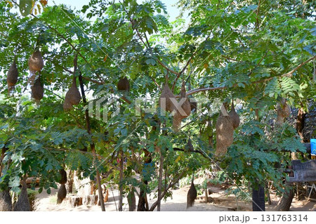 ミャンマー、バガン郊外、ハタオリドリの巣 131763314