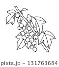 Black and White Outline Drawing Blackcurrant Branch 131763684