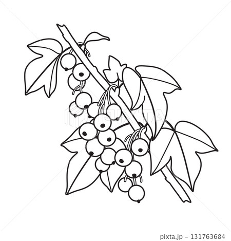 Black and White Outline Drawing Blackcurrant Branch 131763684