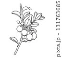 Black and White Outline Drawing Bog Bilberry Branch 131763685