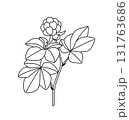 Black and White Outline Drawing Cloudberry Branch 131763686