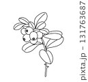 Black and White Outline Drawing Lingonberry Branch 131763687