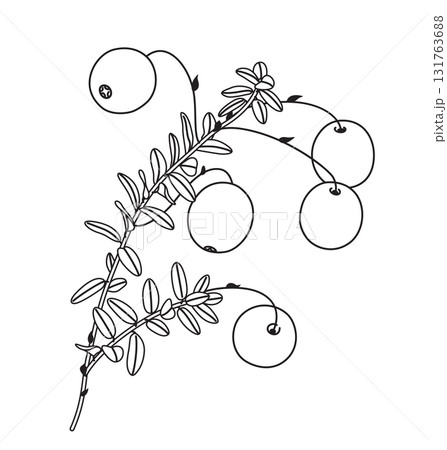 Black and White Outline Drawing Cranberry Branch Black and White Outline Drawing Cranberry Branch 131763688