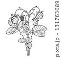 Black and White Outline Drawing  Wild Strawberry 131763689