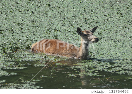 アカシカ 131764492