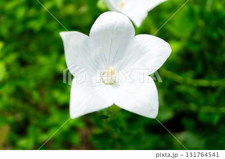 俳句の聖地　落柿舎に咲く白い桔梗の花　京都　嵯峨野 131764541