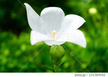 俳句の聖地　落柿舎に咲く白い桔梗の花　京都　嵯峨野 131764542