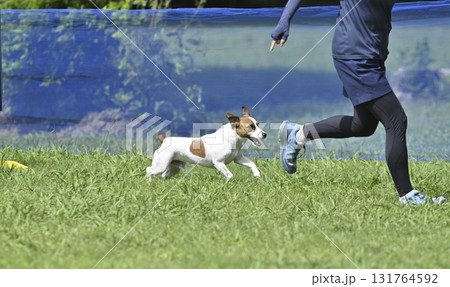 ドッグランで遊ぶ女性とジャックラッセルテリア ドッグランで遊ぶ女性とジャックラッセルテリア 131764592