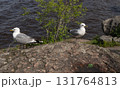 Close up of two Seagulls on Rock on shore, Monrepos. Vyborg 131764813