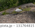 Close up of Brown headed Gull on Rock on shore. Chroicocephalus brunnicephalus. Monrepos Park 131764815