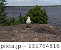 Close up of Seagull on Rock on shore, Monrepos. Vyborg 131764816