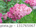 Close up of hydrangea flower. Hydrangea paniculata. Pink flowers. High quality photo 131765067