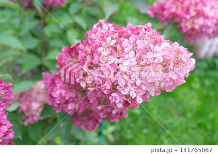 Close up of hydrangea flower. Hydrangea paniculata. Pink flowers. High quality photo Close up of hydrangea flower. Hydrangea paniculata. Pink flowers. High quality photo 131765067