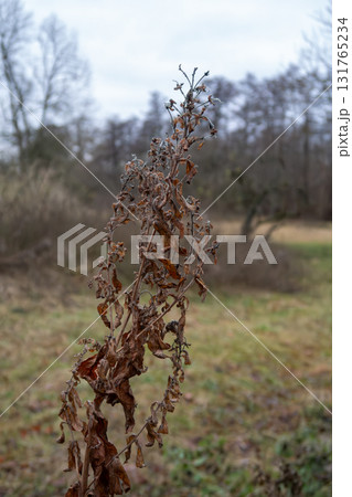 A picture of brown winter dry leaves in Scandinavia. December in southern Sweden 131765234