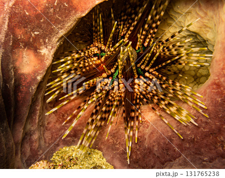 Beautiful radiant Fire Urchin or Astropyga radiata, the red urchin, or blue-spotted 131765238