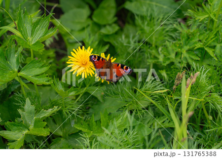 白馬岳のクジャクチョウ 白馬岳のクジャクチョウ 131765388