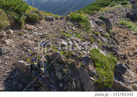 白馬岳のイワギキョウ02 131765392