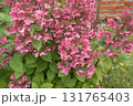Autumn hydrangea flower. Hydrangea paniculata. Red flowers. High quality photo 131765403