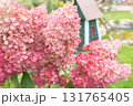 Autumn hydrangea flower. Hydrangea paniculata. Red flowers. High quality photo 131765405