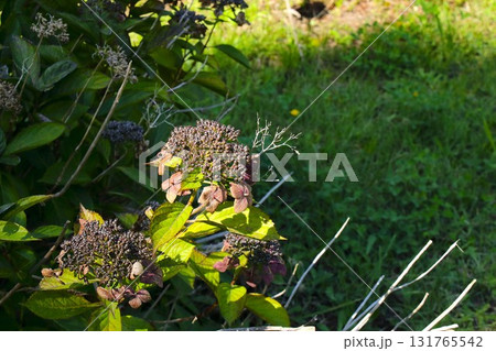 【青森県青森市】野木和公園の枯れた紫陽花 131765542
