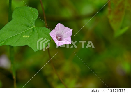 マメアサガオ 131765554