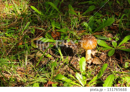 【青森県青森市】野木和公園の天狗茸 131765688