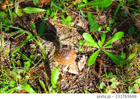 【青森県青森市】野木和公園の天狗茸 【青森県青森市】野木和公園の天狗茸 131765689