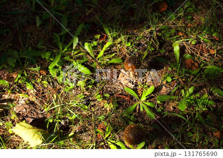 【青森県青森市】野木和公園の天狗茸 131765690