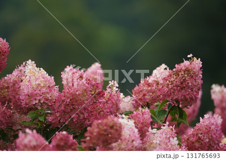 シックな秋色カシワバアジサイ 131765693