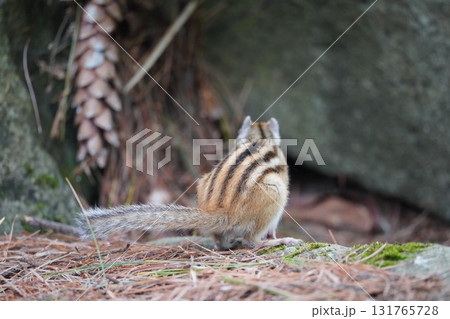 背中の縞は五本です♪可愛いシマリス 131765728