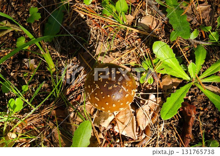 【青森県青森市】野木和公園の天狗茸とナメクジ 【青森県青森市】野木和公園の天狗茸とナメクジ 131765738