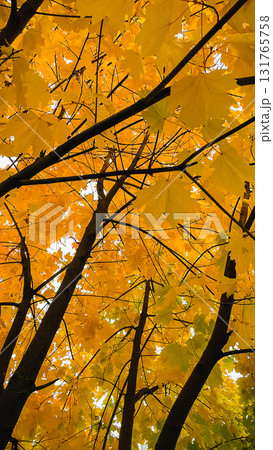 Bright yellow maple leaves backlit by the sun. Low angle view of vibrant autumn foliage Bright yellow maple leaves backlit by the sun. Low angle view of vibrant autumn foliage 131765758