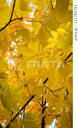 Bright yellow maple leaves backlit by the sun. Low angle view of vibrant autumn foliage Bright yellow maple leaves backlit by the sun. Low angle view of vibrant autumn foliage 131765761