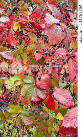 Colorful Virginia Creeper leaves and dark berries after rain. Rich autumn texture background 131765764