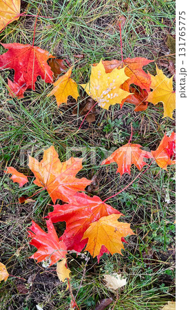 Vibrant maple leaves scattered on green grass. Autumn colors background. Fall season texture. 131765775