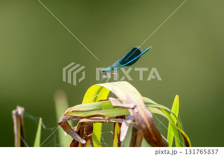 banded demoiselle (Calopteryx splendens) banded demoiselle (Calopteryx splendens) 131765837