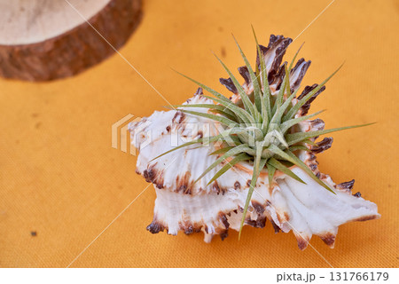 Tillandsia plants 131766179