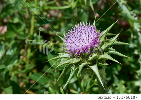 Thistle Flower in a field Thistle Flower in a field 131766187