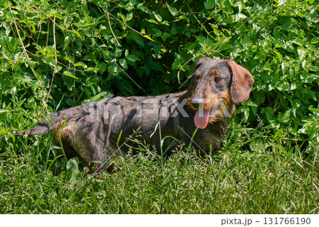 Dachshund Dachshund 131766190