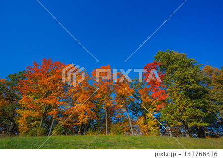 A Stunning Autumn Landscape Featuring Vibrant Trees, Bright Colors, and a Clear Blue Sky A Stunning Autumn Landscape Featuring Vibrant Trees, Bright Colors, and a Clear Blue Sky 131766316