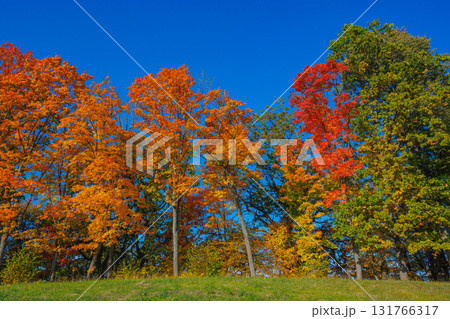 A Stunning Autumn Landscape Featuring Vibrant Trees, Bright Colors, and a Clear Blue Sky A Stunning Autumn Landscape Featuring Vibrant Trees, Bright Colors, and a Clear Blue Sky 131766317