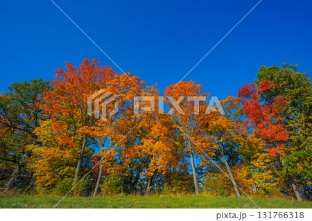 A Stunning Autumn Landscape Featuring Vibrant Trees, Bright Colors, and a Clear Blue Sky A Stunning Autumn Landscape Featuring Vibrant Trees, Bright Colors, and a Clear Blue Sky 131766318