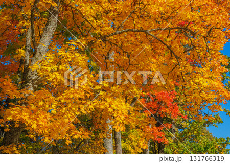 A Stunning Autumn Landscape Featuring Vibrant Trees, Bright Colors, and a Clear Blue Sky 131766319
