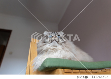Fluffy cat with intense blue eyes looking up 131766492