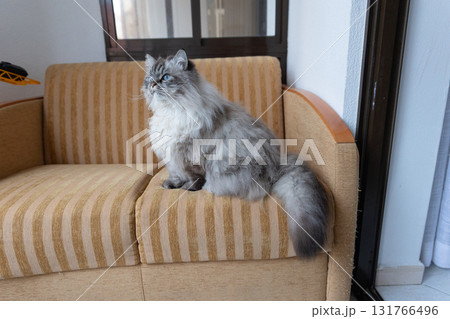 Fluffy cat with blue eyes sitting on couch watching Fluffy cat with blue eyes sitting on couch watching 131766496
