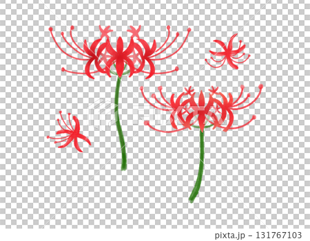 紅花紫羅蘭水彩畫 | 優雅精緻的秋季花卉素材，可用於背景和季節設計 131767103