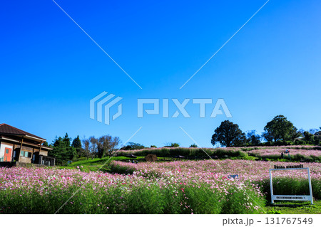 秋の上場高原　コスモス畑 131767549