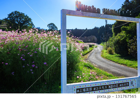 秋の上場高原 コスモス畑 秋の上場高原 コスモス畑 131767565