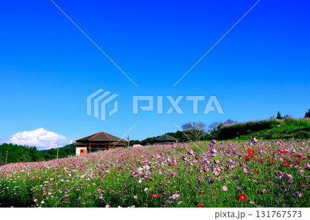 秋の上場高原　コスモス畑 131767573