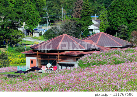 秋の上場高原　コスモス畑 131767590